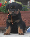 rottweiler puppies