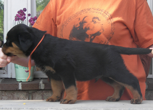 rottweiler puppies