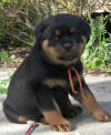 rottweiler puppies