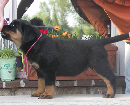 rottweiler puppies