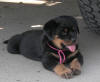 rottweiler puppies