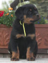rottweiler puppies