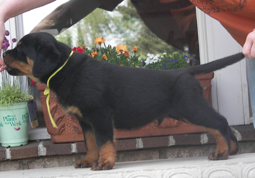 rottweiler puppies