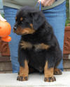 rottweiler puppies