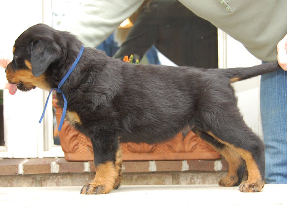 rottweiler puppies