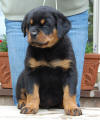 rottweiler puppy