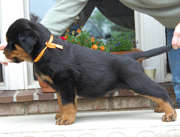 rottweiler puppies