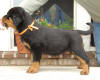 rottweiler puppies