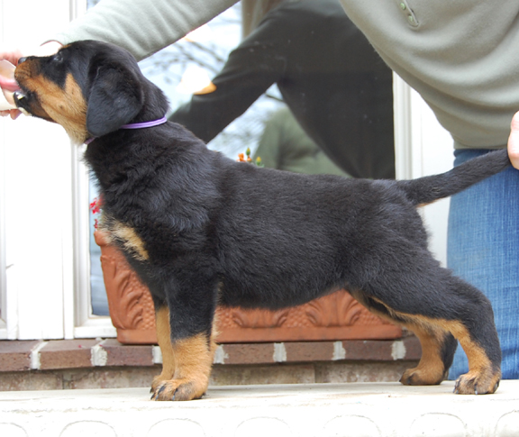 rottweiler puppies