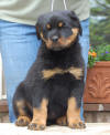 rottweiler puppies