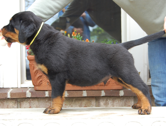 rottweiler puppies