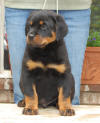 rottweiler puppies