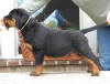 rottweiler puppies