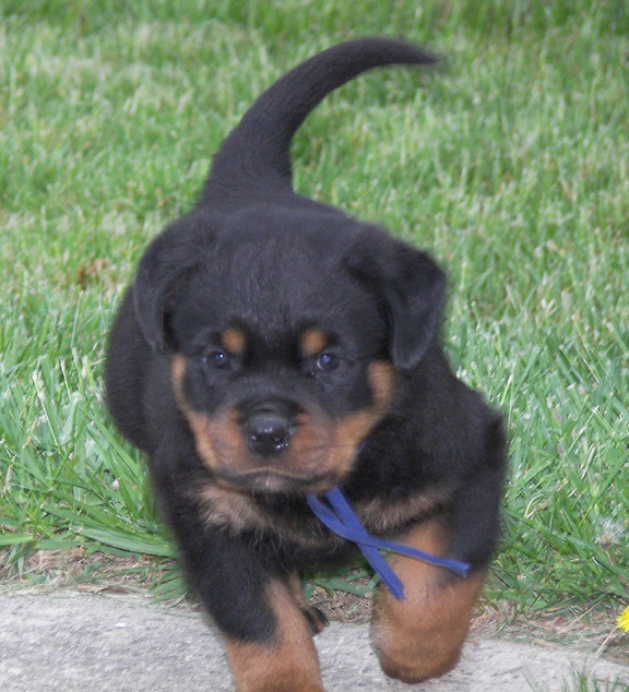 rottweiler puppies