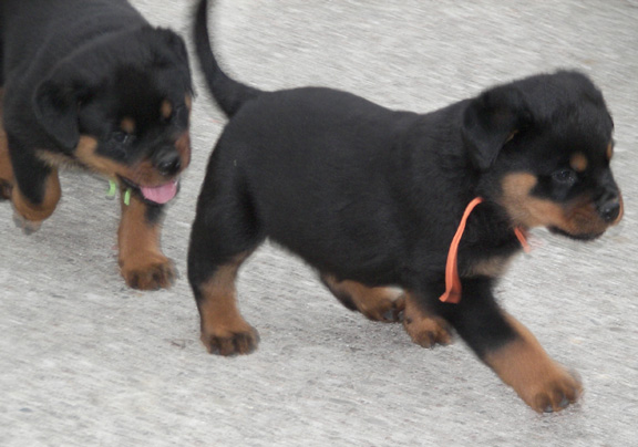 rottweiler puppies
