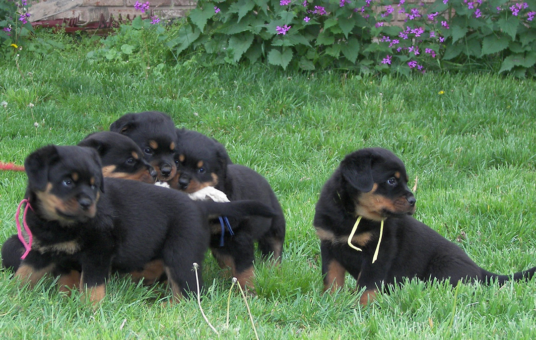 rottweiler puppies