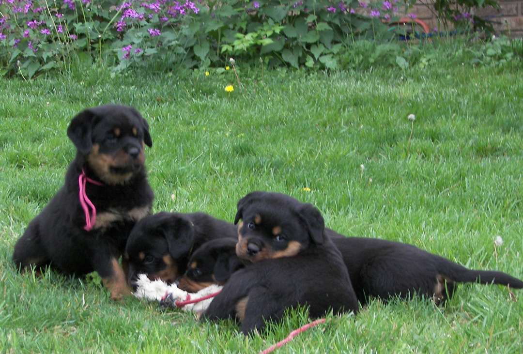 rottweiler puppies
