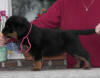 rottweiler puppies