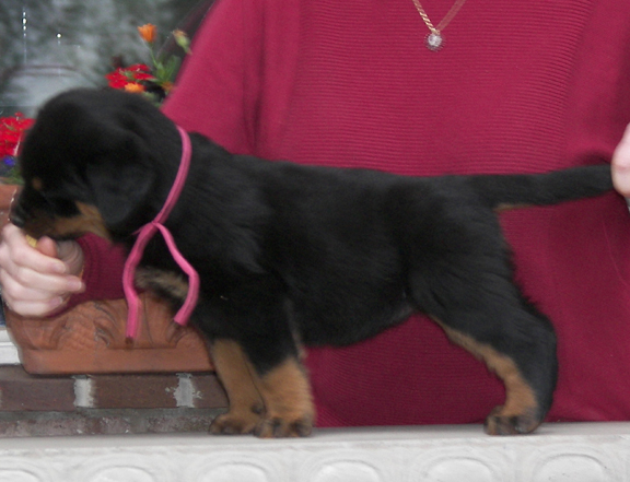 ROTTWEILER PUPPIES