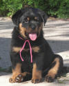 rottweiler puppies