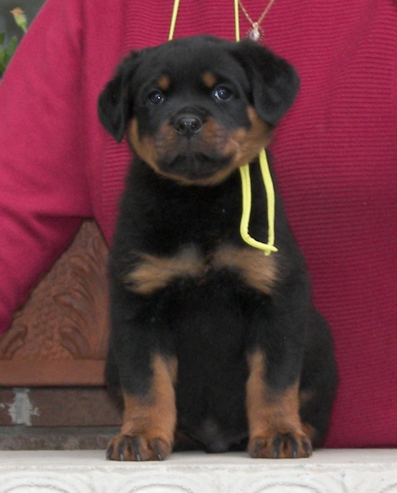 rottweiler puppies