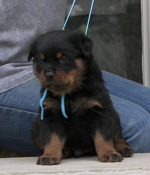 Rottweiler puppy