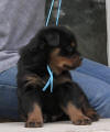 rottweiler puppies