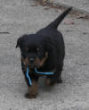 rottweiler puppies