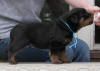 rottweiler puppies