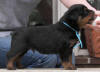 rottweiler puppies