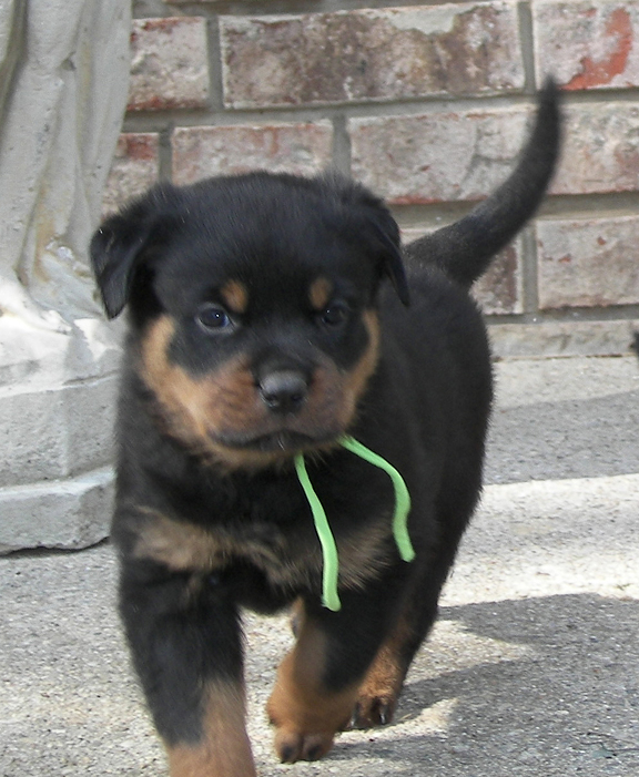 rottweiler puppy
