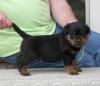 rottweiler puppies