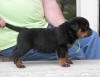 rottweiler puppies