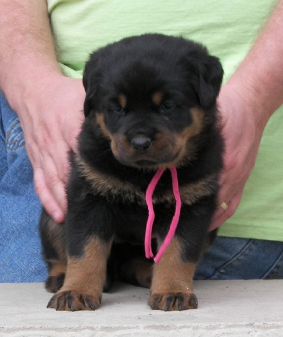 rottweiler puppy