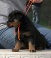 rottweiler puppies