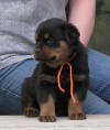 rottweiler puppies