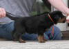 rottweiler puppy