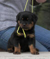 rottweiler puppy