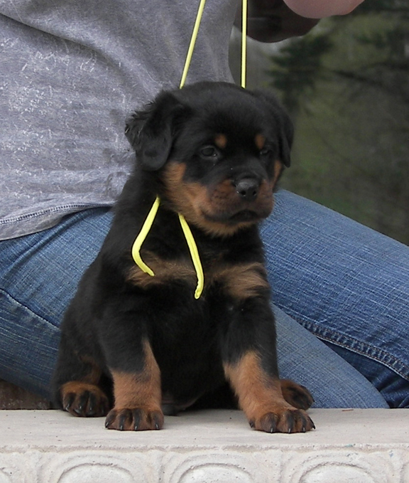 rottweiler puppy