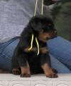 rottweiler puppy