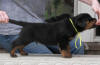 rottweiler puppies