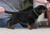 rottweiler puppies