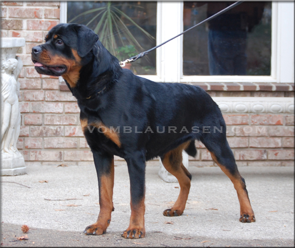 MARA VOM BLAURASEN | Rottweiler for sale | Sire: Flash vom Blaurasen | Dam: Jiny von Hause Sommer