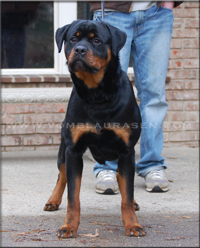 MARA VOM BLAURASEN | Rottweiler for sale | Sire: Flash vom Blaurasen | Dam: Jiny von Hause Sommer