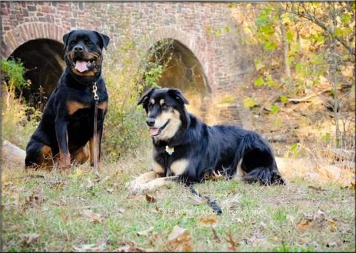 Wiskey vom Blaurasen