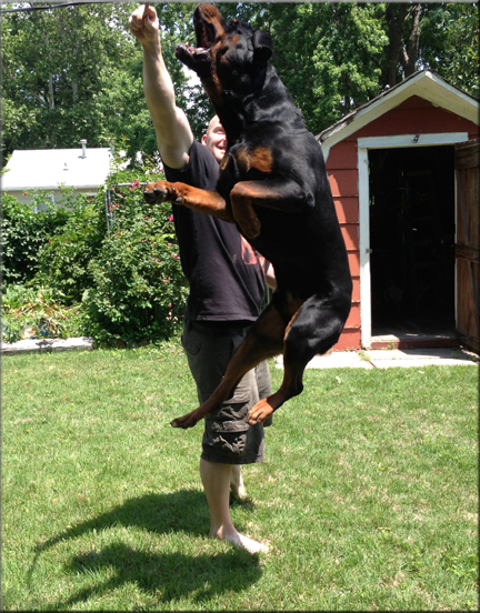 X Crixus vom Blaurasen