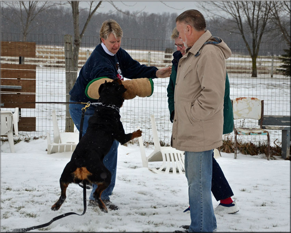 Xandra vom Blaurasen |  Muck vom Blaurasen x Katie vom Blaurasen