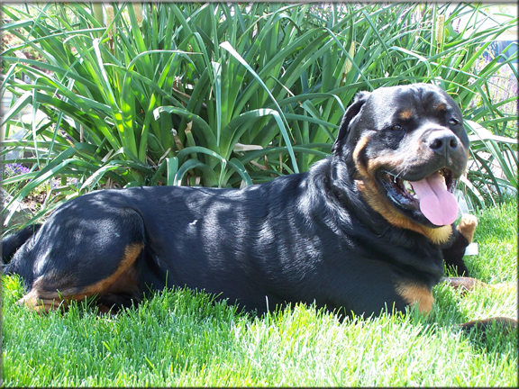 Xerxes vom Blaurasen  |  Sire: Muck vom Blaurasen  |  Dam: Katie vom Blaurasen