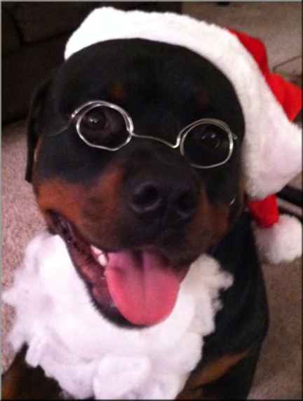 Beiber vom Blaurasen