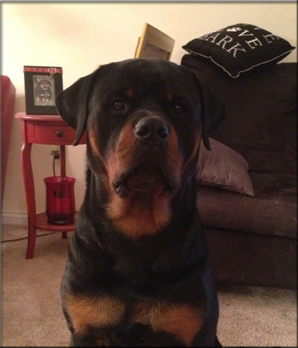 Bieber vom Blaurasen